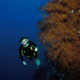 Black coral bushes