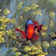 Tomato clownfish