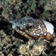 snake eel