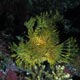 Lacy Scorpionfish