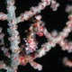 pygmy seahorse