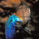 Cassowary