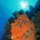 Sponges on the reef