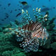 Lionfish