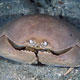 Box crab