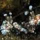 Harlequin shrimp