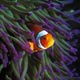 clownfish