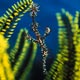 Ornate ghost pipefish