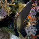 Juvenile batfish