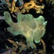 Giant frogfish