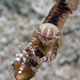 Porcelain crab on whip coral