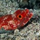 Snake eel