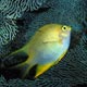 Yellow damselfish