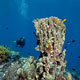 Divers Heaven reef