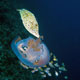 Filefish attacking jellyfish