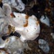 dwarf frogfish