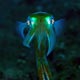 squid