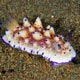 nudibranch