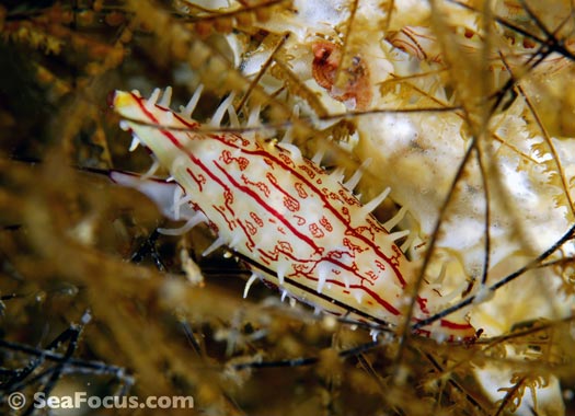 spindle cowrie