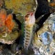 jawfish