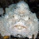 Stonefish