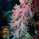 Soft corals on Apo Reef