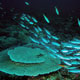 Schooling fish and hard corals