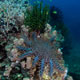 Crown of Thorns starfish 