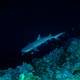 Whitetip shark in the depths