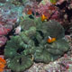 Anemone and clownfish