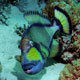 Titan triggerfish