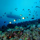 Pyramid butterflyfish beneath the boat