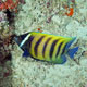 Six-banded angelfish