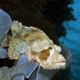 Scorponfish on sponge