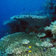 Hard corals on South Point