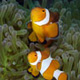 False clownfish