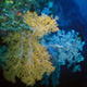 Soft corals on Gorgonia Wall