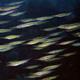 Schooling razorfish