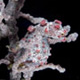 Barbiganti pygmy seahorse