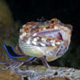 Lizardfish with cleaner wrasse and cleaner shrimp