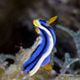 Elisabeth's chromodoris nudibranch