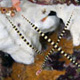 Banded pipefish