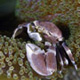 Porcelain crab