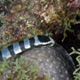 Banded sea krait