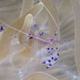 Commensal shrimp