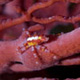 Spider crab