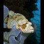 Scorponfish on sponge