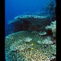 clingfish