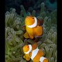 False clownfish