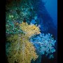 Soft corals on Gorgonia Wall